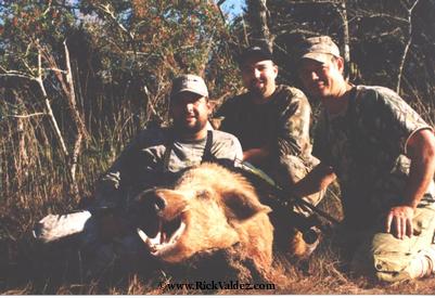 Wild Boar