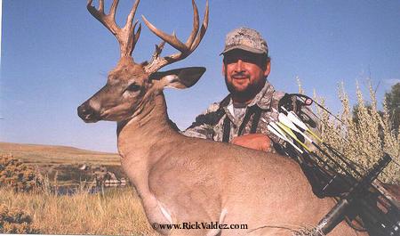 Whitetail Buck