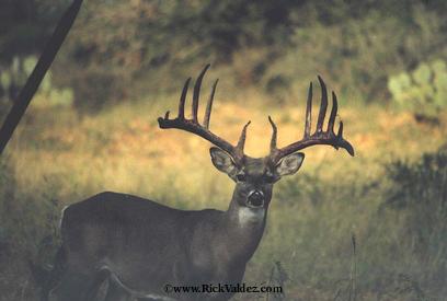 Texas Whitetail