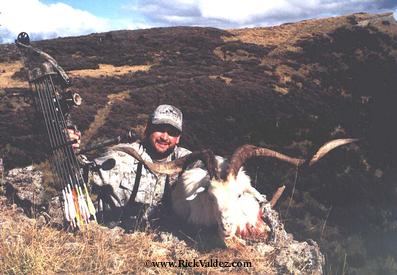 Trophy Goat