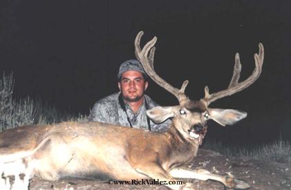 Mule Deer