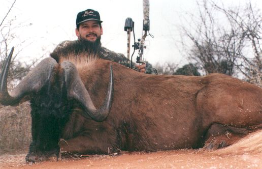 Black Wildebeest