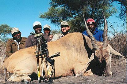 Eland Bull