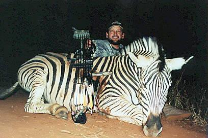 Male Zebra