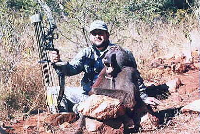 Male Baboon