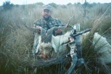 Feral Goat taken with Alpine Hunting