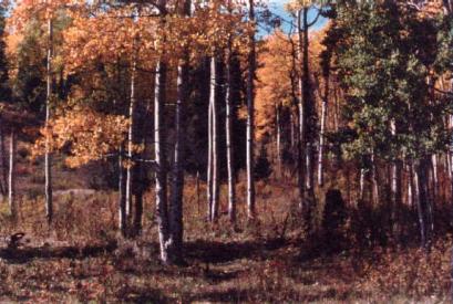 Rocky Mountain Elk