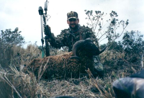Feral Goat