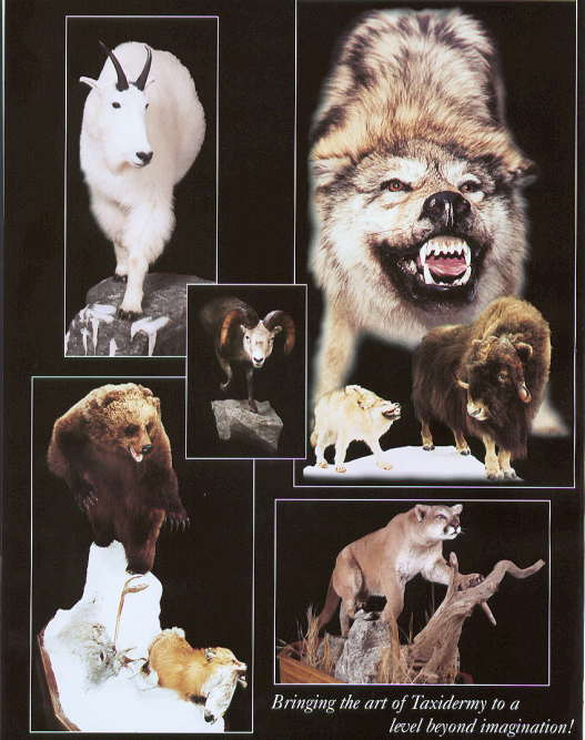 Safari Specialists — Mountain Goat, Wolf, Grizzly, Mountain Lion, and more